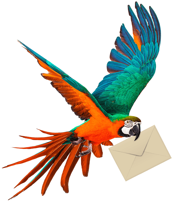 parrot